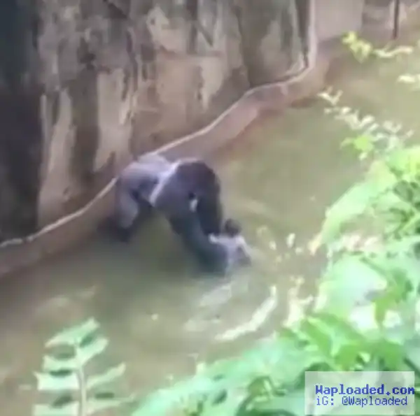 Killing of gorilla to save 4-year-od boy at Ohio zoo sparks outrage, over 2,000 people sign a petition